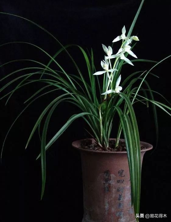 大雪素莲瓣兰和剑阳蝶多少钱一苗,莲瓣兰大雪素和老种大雪素的区别