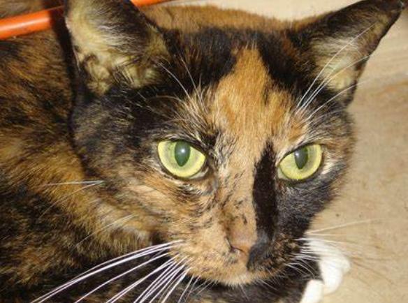 绿茶饮料伤肝脏吗,绿茶对肝有什么危害