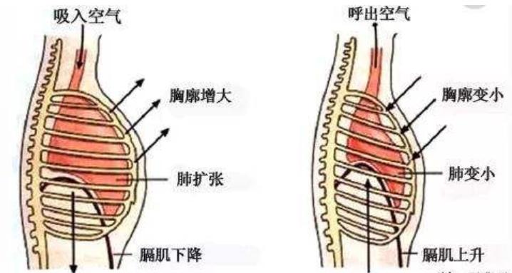 下斜方肌无力导致上斜方肌紧张,斜方肌对颈椎病的影响