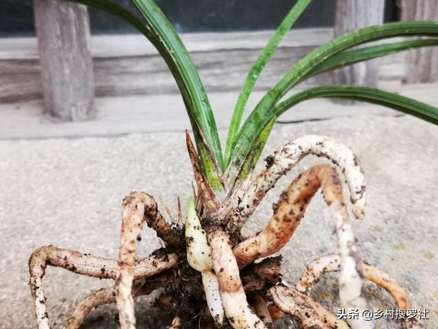 养好兰花注意这几点,养好兰花诀窍