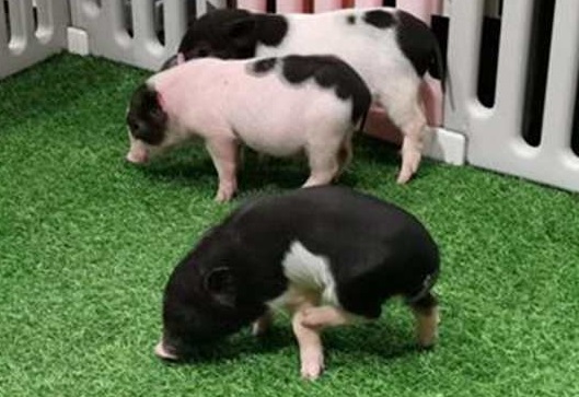 工作中遇到猪队友怎么办,团队合作中遇到了猪队友让人抓狂