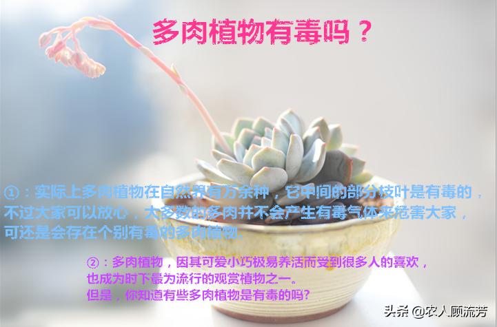 多肉植物不小心弄烂了怎么办,多肉植物有白毛病怎么办