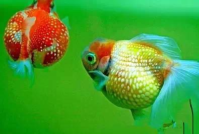 这些五彩斑斓的金鱼养眼又养心,最美的观赏金鱼值得一看