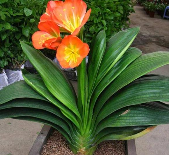 君子兰小夹子,君子兰长歪用的黑纸片