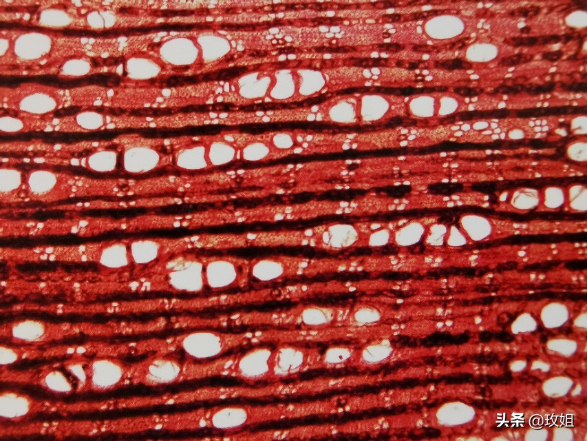 巴西红檀铁线子,耐热耐阴的铁线莲品种