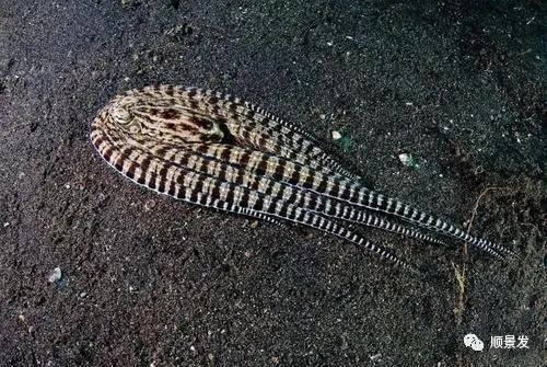 拟态章鱼科幻般伪装全过程,顶级伪装大师拟态章鱼