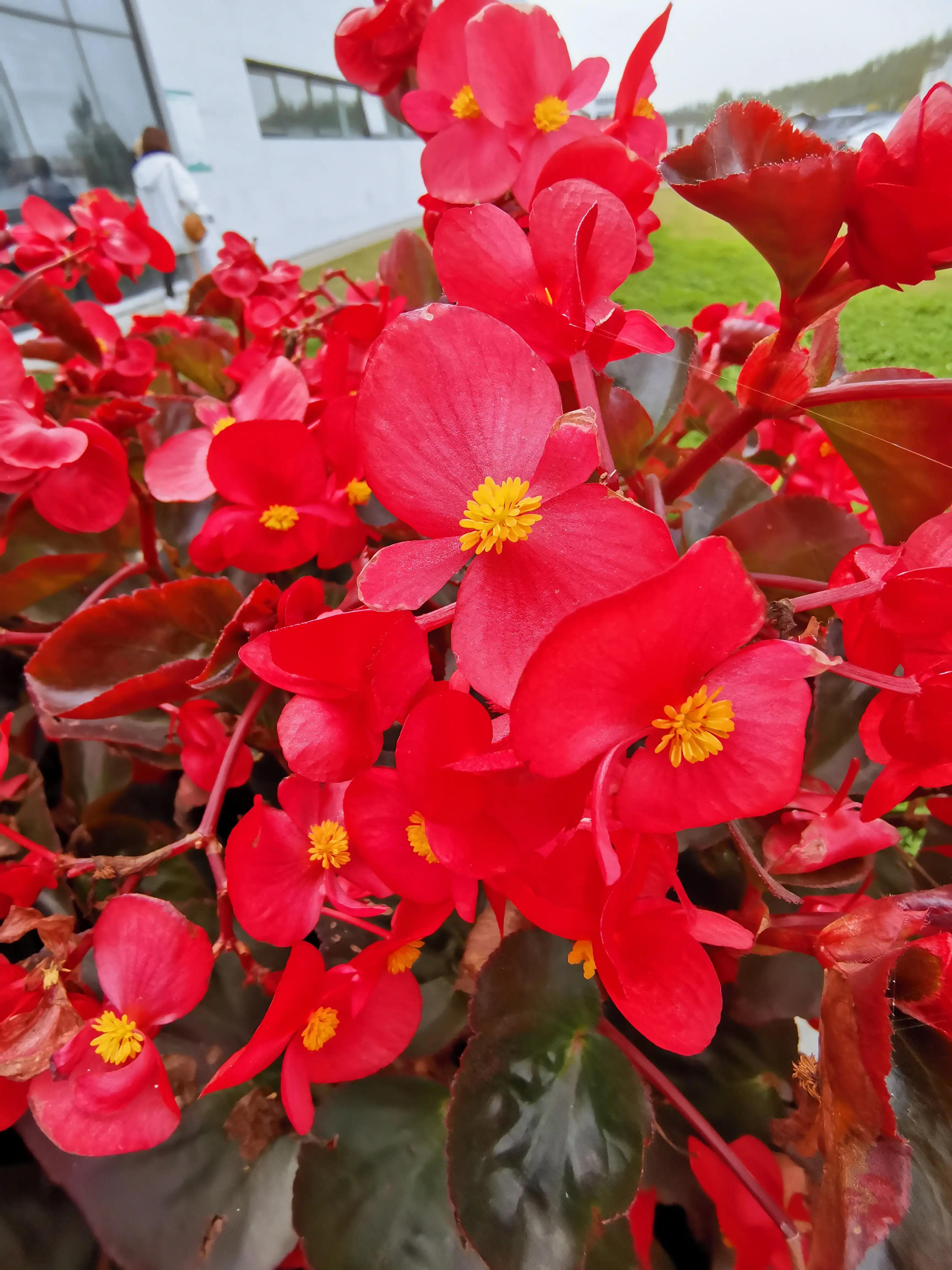 玫红四季海棠图片大全,玫红四季海棠的花语