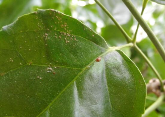 平安树的常见病害,平安树的各种病害图片