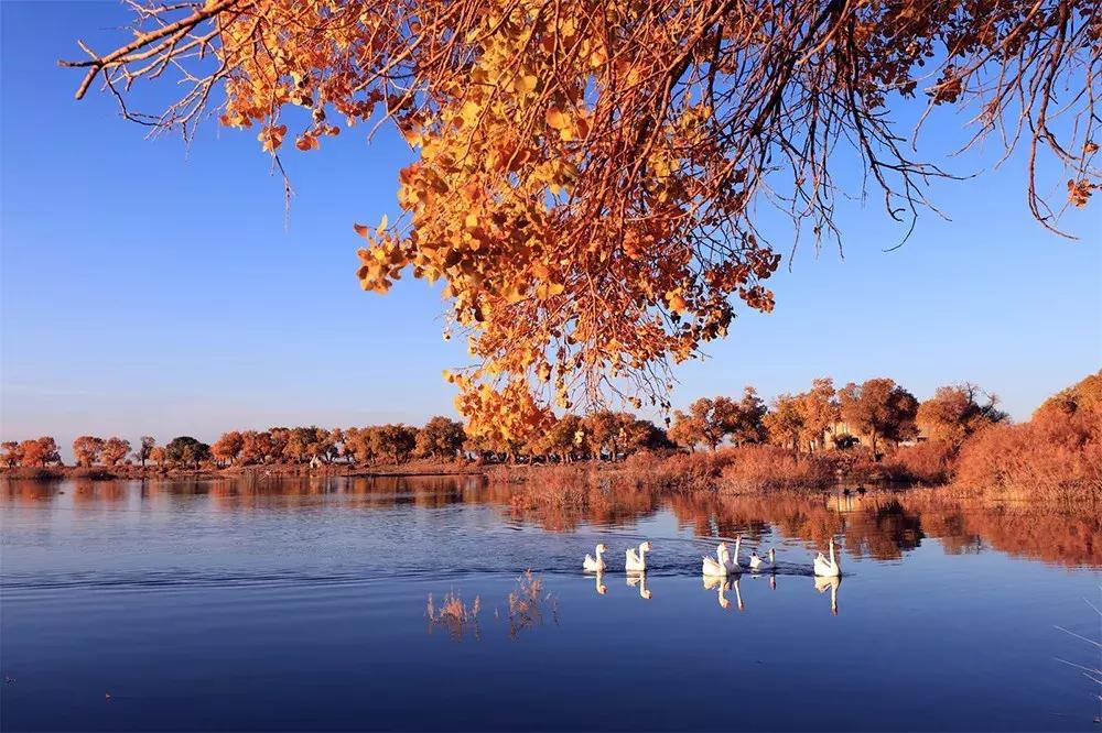 额济纳旅游自由行攻略,额济纳旗旅游最佳省钱攻略