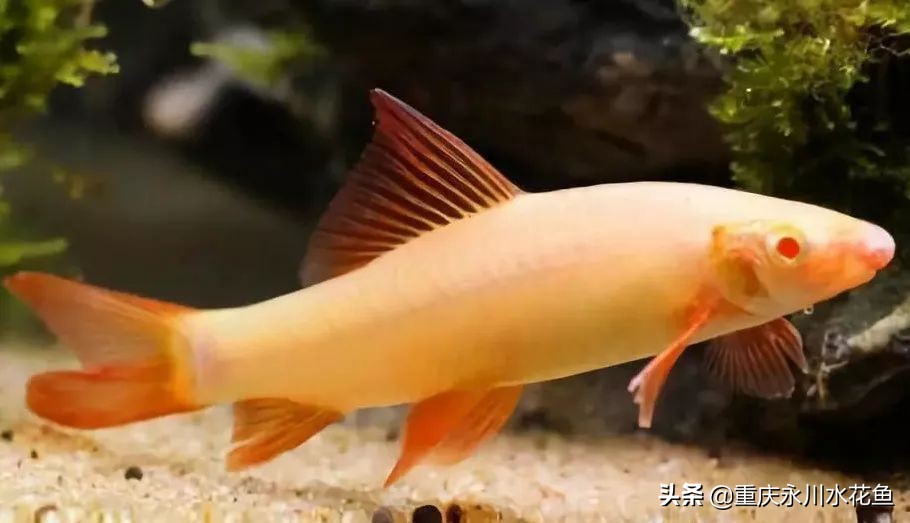 十大最好看的观赏鱼,观赏鱼100种形态