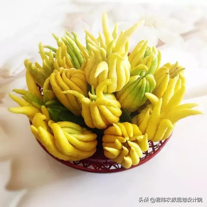 精品水果盘点,好吃又好养的水果