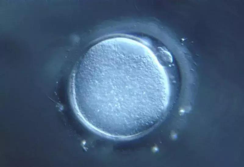 网上介绍代孕骗局,代卵代孕行业背后黑幕