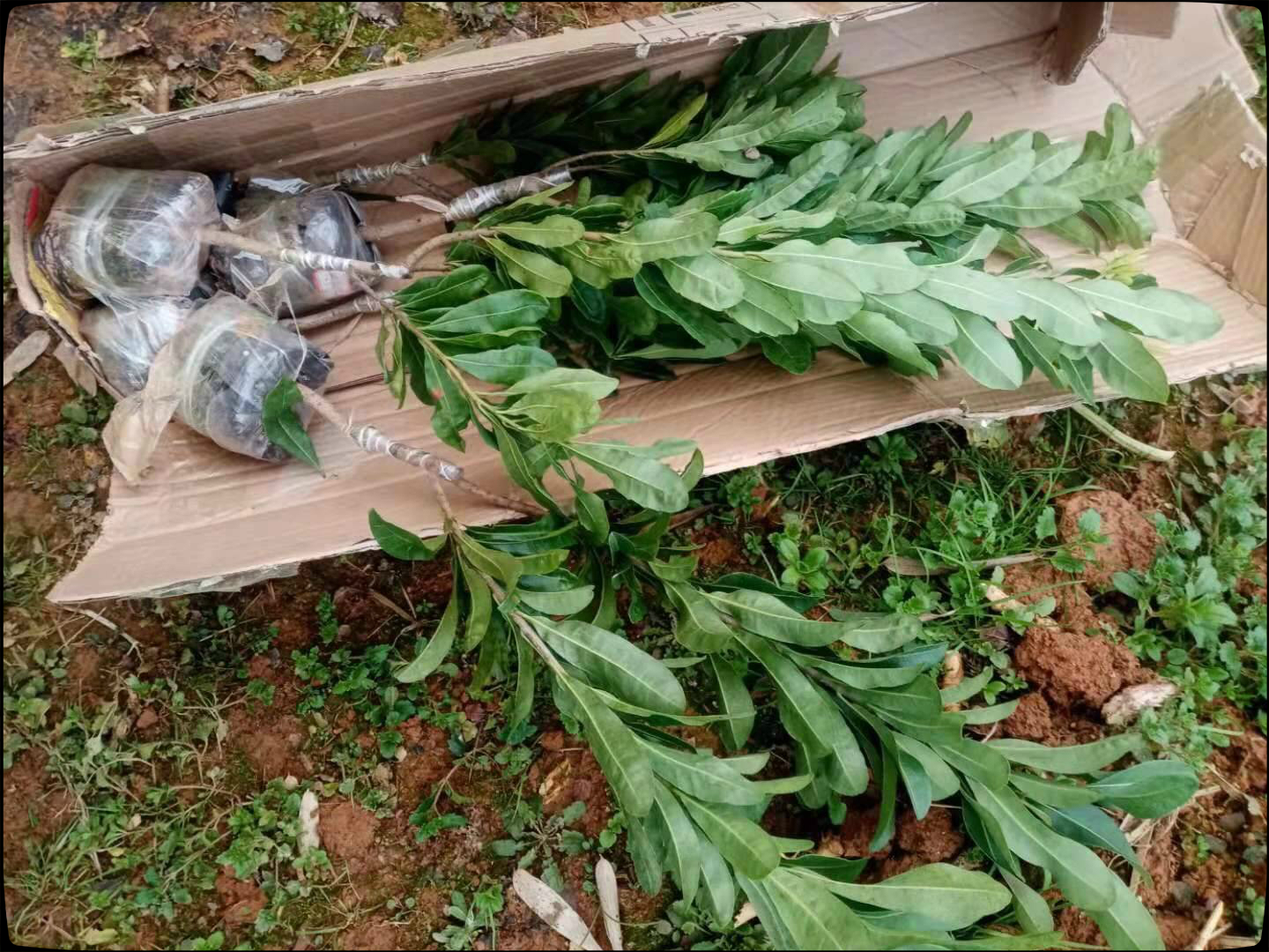 买回来的杨梅如何育苗出苗,网购杨梅树苗怎么盆栽