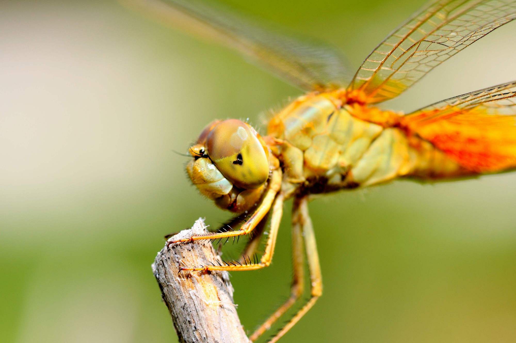 昆虫是通过什么方式吸引异性,昆虫的情感世界