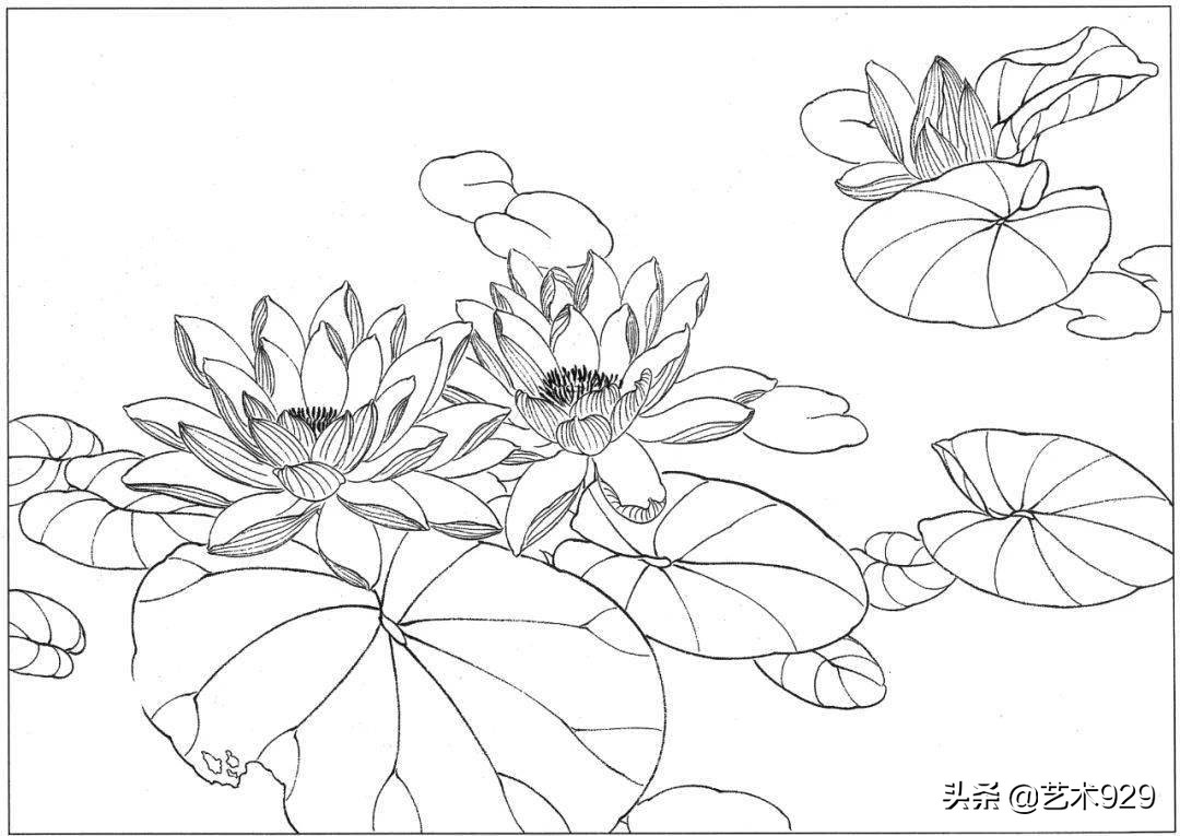 余稚荷花蜻蜓图高清白描底稿,白描荷花勾线方法讲解视频