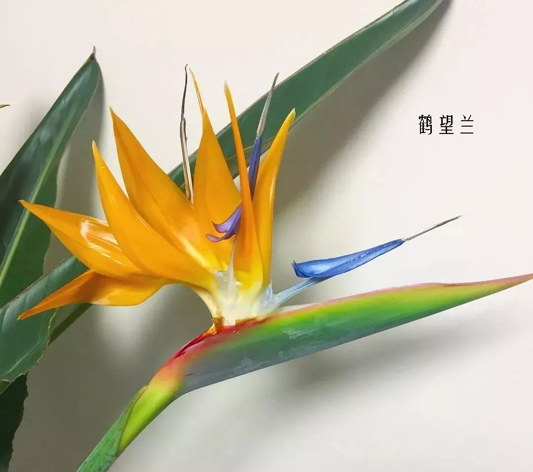 鲜花店常见花材品种大全,花店里同款的两种不同价格的花材