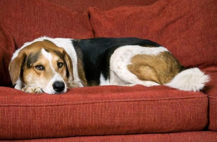 狗狗拉稀很臭买什么药,狗狗又吐又拉稀臭的不行怎么办