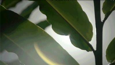 酷炫机车轰炸“洋沙湖”，哈雷电音之夜引爆“欢乐水世界”