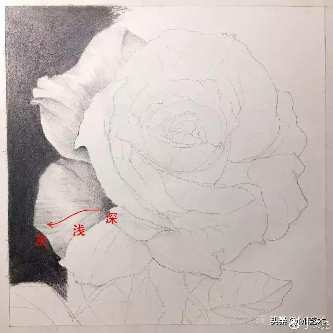 玫瑰花素描临摹高清图片,素描教程画花朵