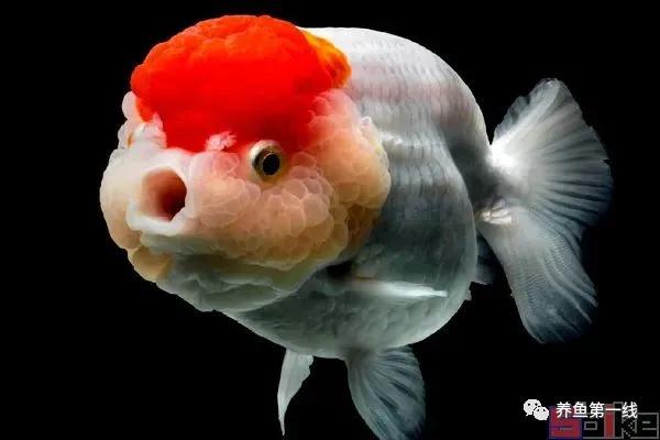 金鱼常见的品种可以分成哪五大类,金鱼品种大全及图释