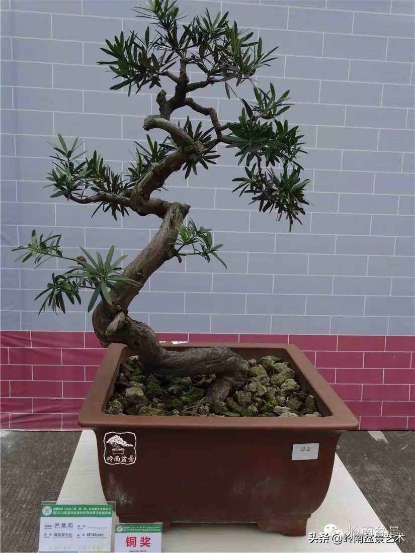 罗汉松盆景开运招财，非其莫属！清风雅韵，当之无愧！