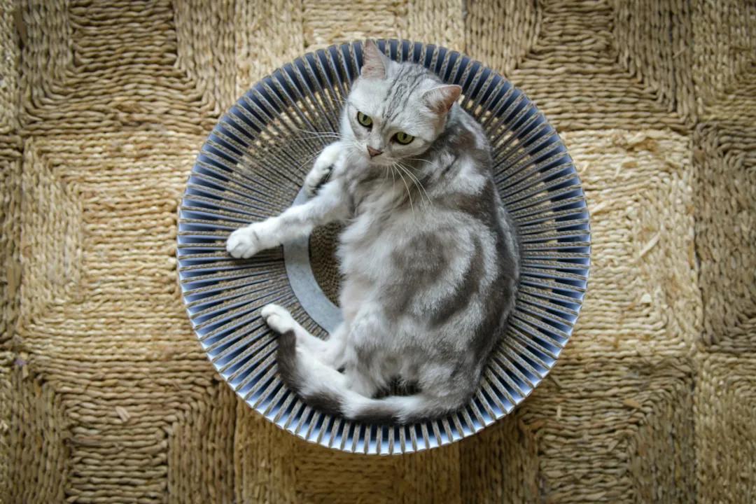 未来5年宠物智能产品,宠物产品logo设计