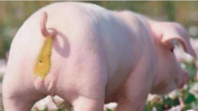 仔猪拉稀脱水严重怎么急救,15天仔猪拉稀脱水怎么办