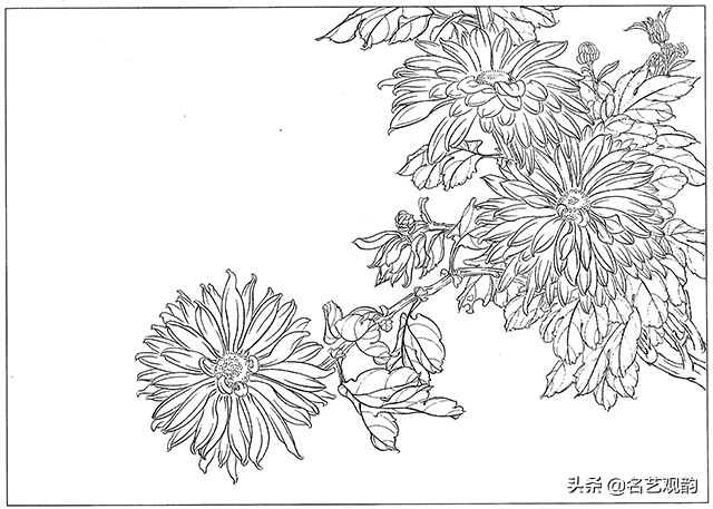 工笔画白描花卉图片大全,工笔画线描花卉菊花