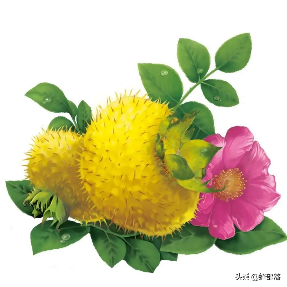 刺梨是贵州独有吗,贵州刺梨怎么去买