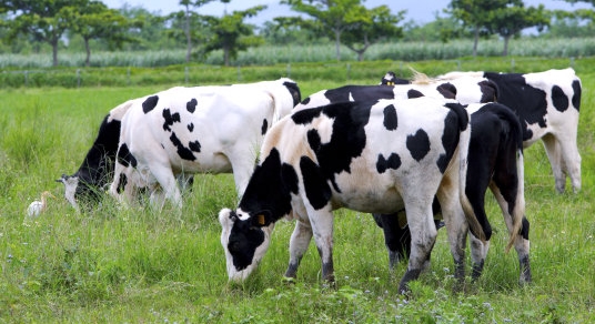 奶牛习惯性流产怎么预防,奶牛隐性流产