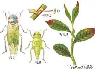 绿叶蝉危害图片,小叶蝉危害