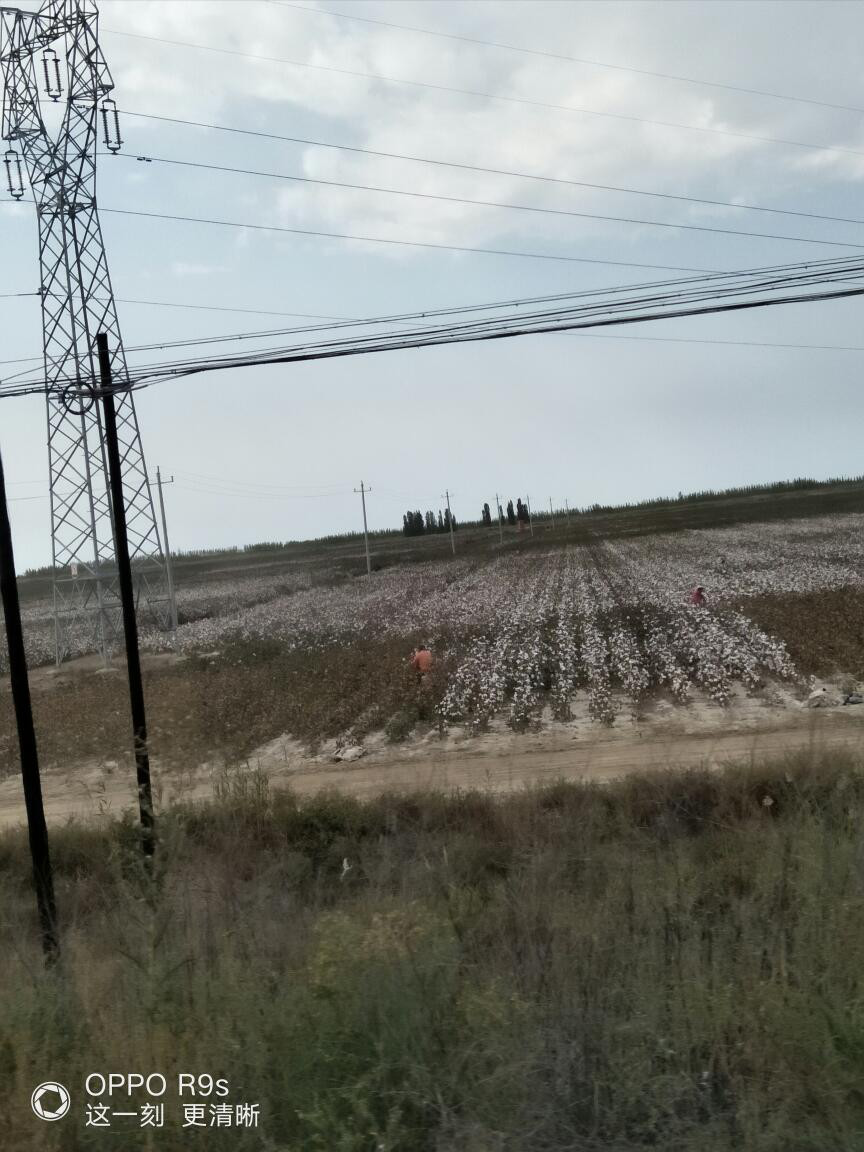 四川姑娘在新疆的生活日常,四川姑娘在南疆记录美好生活