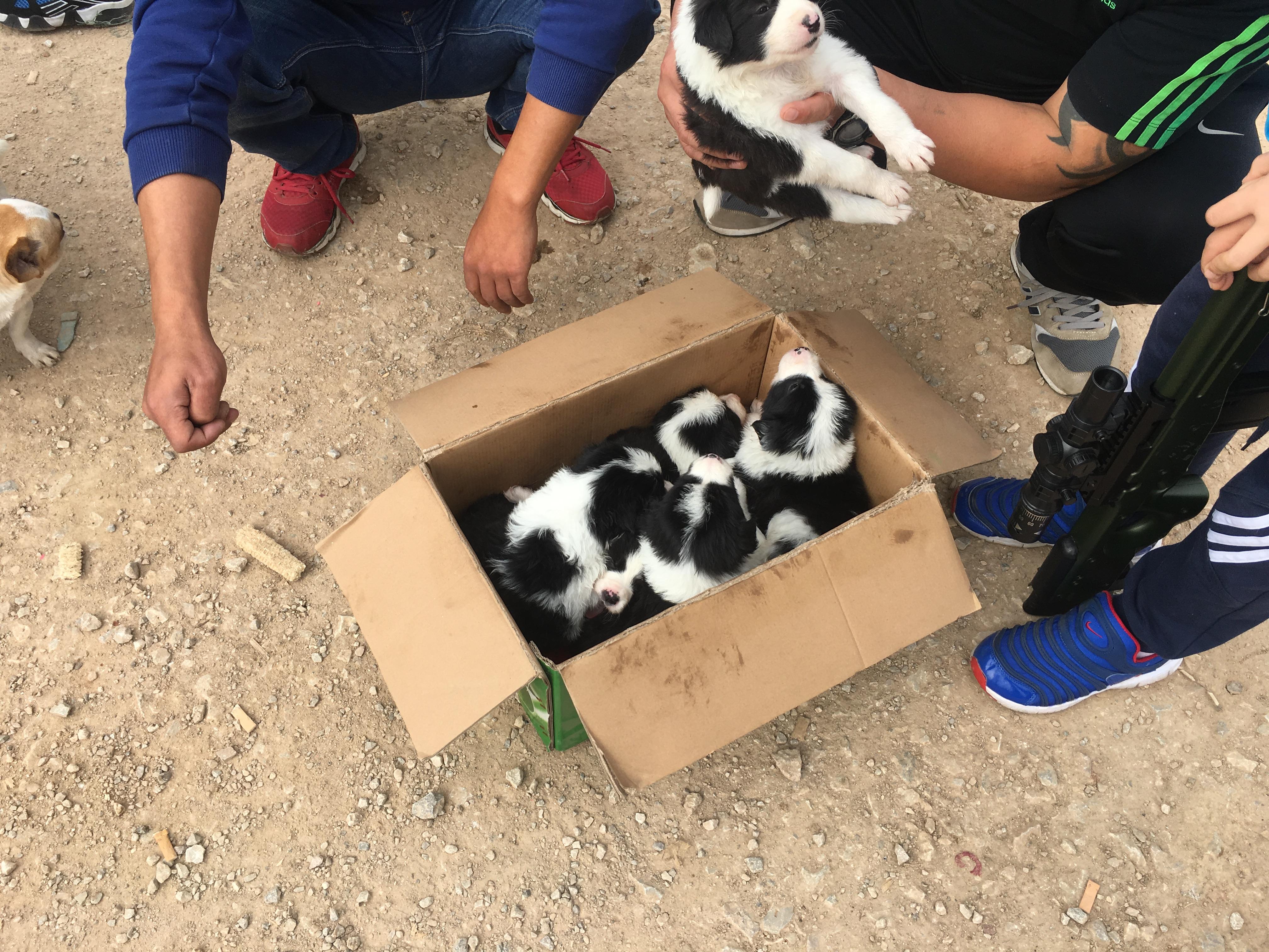 男子买一只狗4000元,开封狗市边境牧羊犬出售