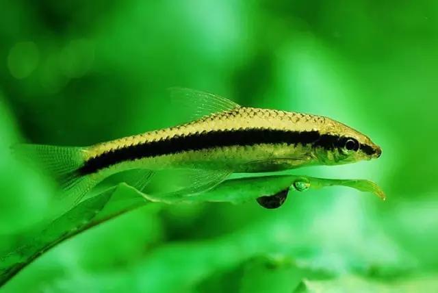 灯鱼草缸造景教程,草缸造景养什么鱼