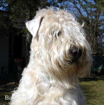 小型犬品种大全及图片柯基犬,不掉毛无体味性格温顺的小型犬