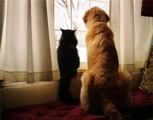 猫咪对金毛狗狗情有独钟,主人干脆买一只回来,这是什么神仙剧情