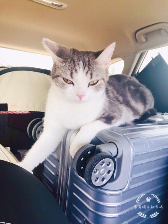 长途开车带猫咪回老家?这3个安全问题,你确定不来学习下?