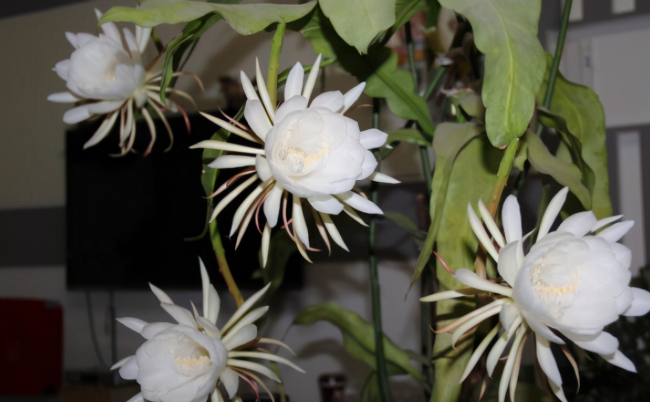 昙花要开的迹象,昙花即将盛开