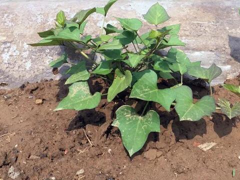 红薯光长秧不结瓜咋办,红薯为什么光长秧不结果