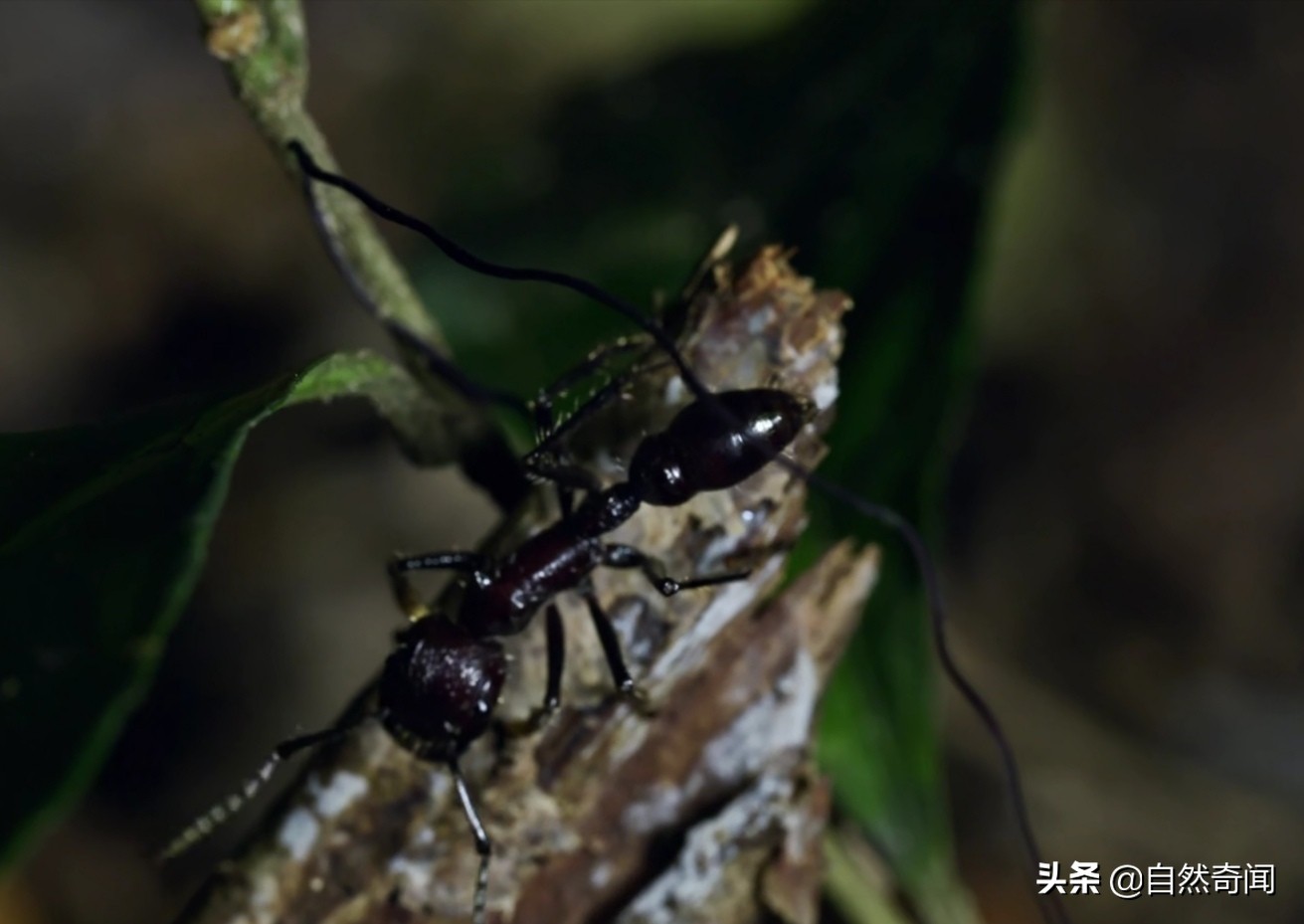 亚马逊十大凶猛植物,巴西亚马逊热带雨林动植物