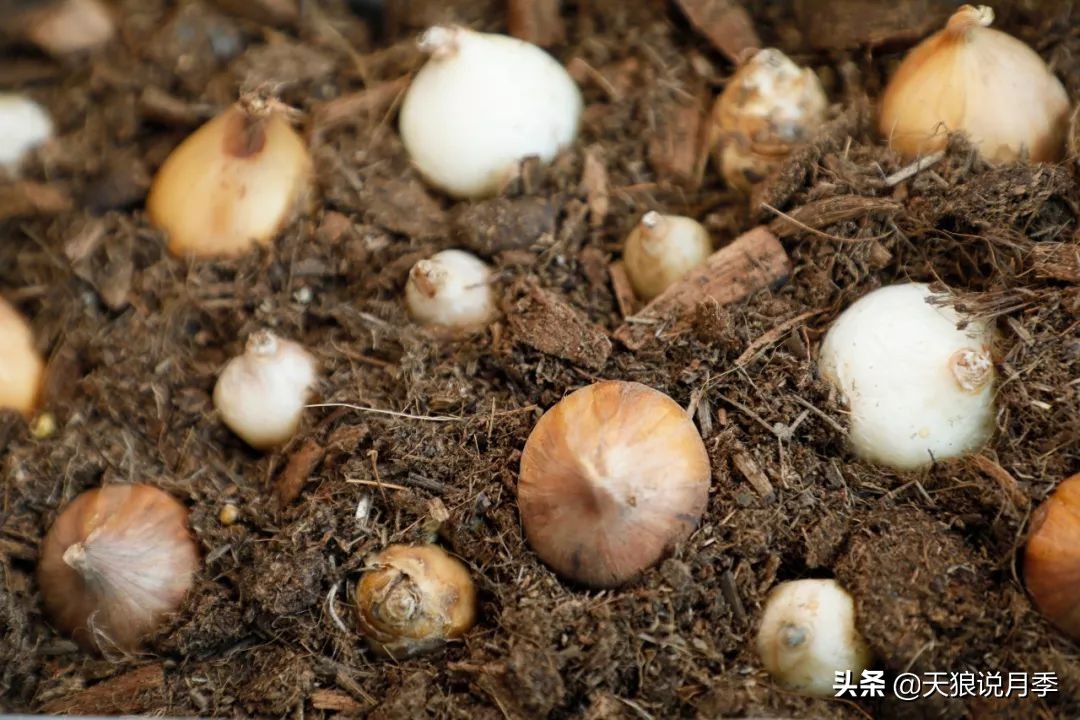 狼家球根怎么样,狼家球根上市了吗