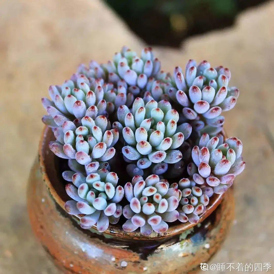 耐寒又好养的香水花,家里可以养法国香水花