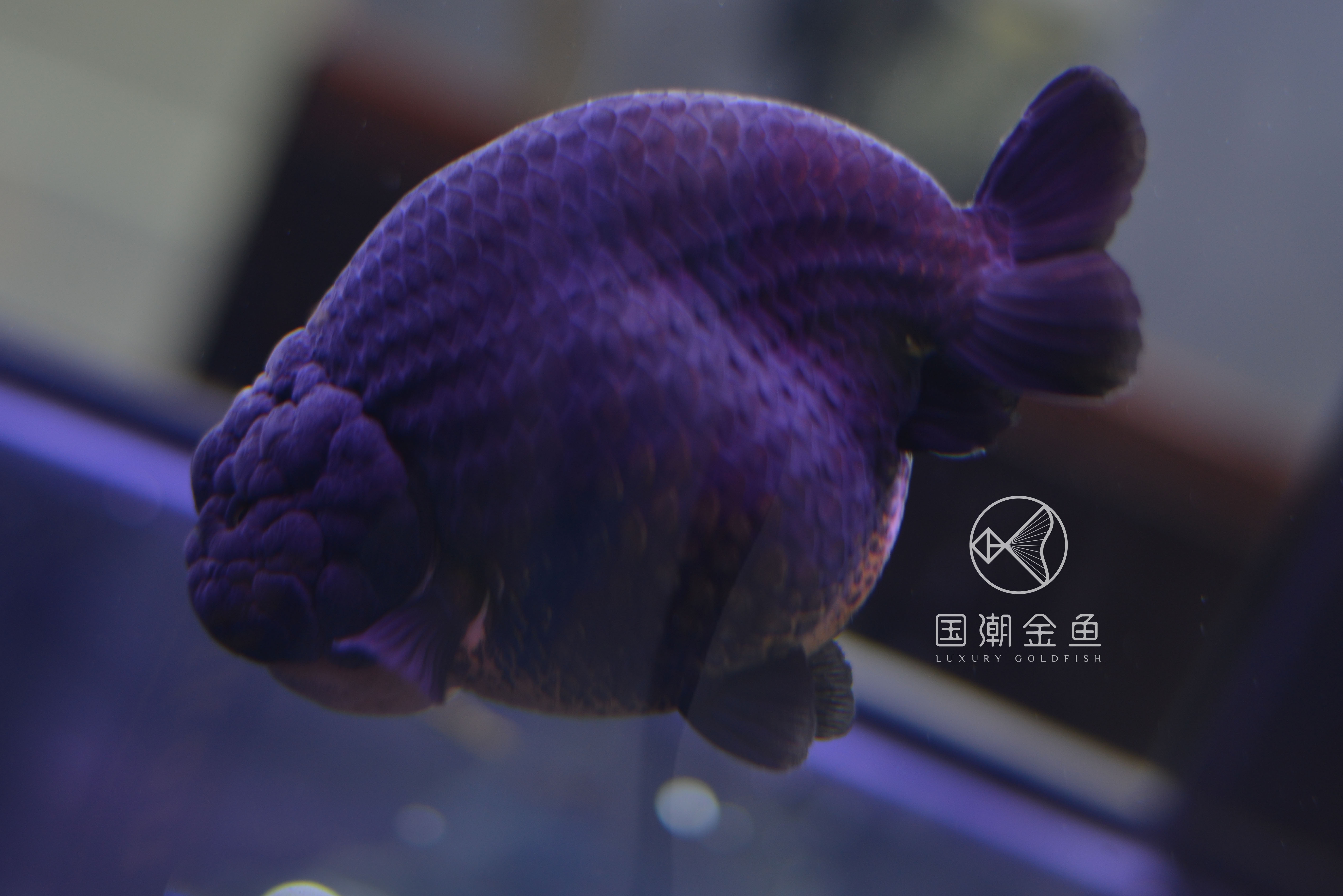 中国金鱼历史简介,中国金鱼鉴赏与文化