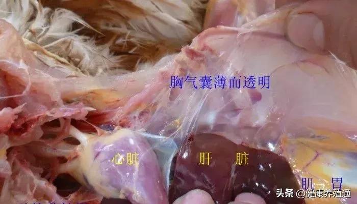 家禽与家禽解剖的不同点,家禽疾病诊断及解剖步骤