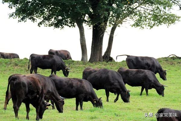 世界几大顶级美食品尝,世界五大顶级美食都是什么