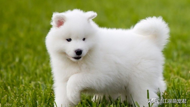 养了狗后我的苦恼,萨摩有4大缺点