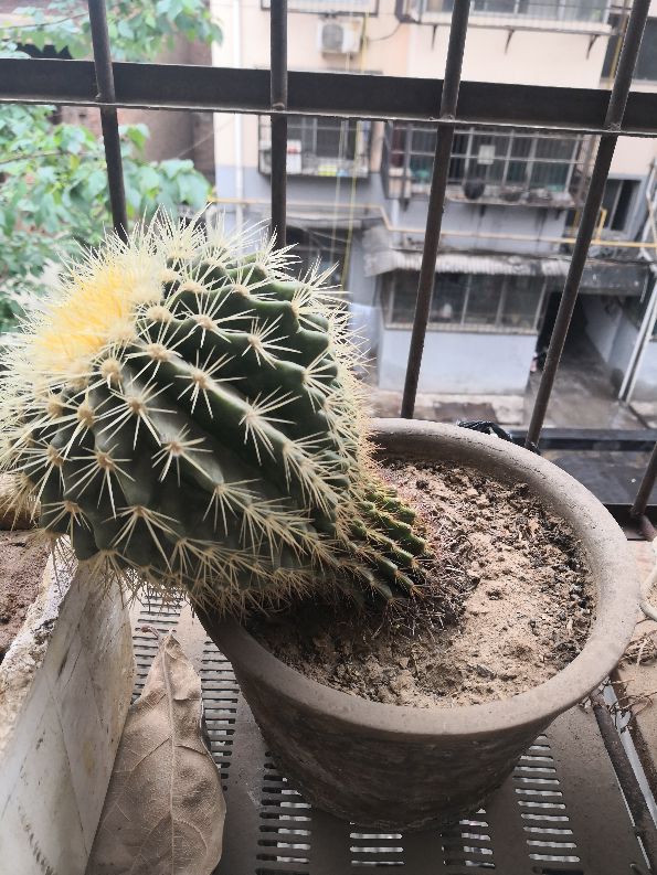 金虎长歪怎么办,金虎多少年可以长到25公分