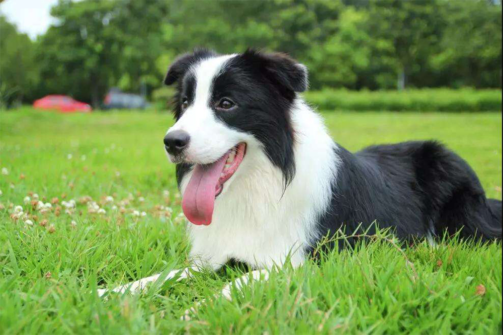 哪些犬种遗传病少,拉布拉多犬遗传病