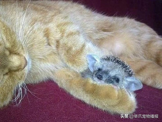 好心收养了一只流浪猫,好心收养了一只猫