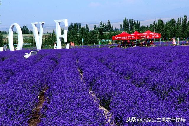 衣草的种植方法步骤图片简介,薰衣草的种植方法和管理过程图片